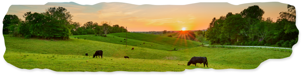 Aboutus_HalalMeats_Farm@2x